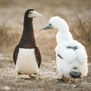 A brown booby and its fluffy chick stand together in a sandy habitat, showcasing wildlife beauty.